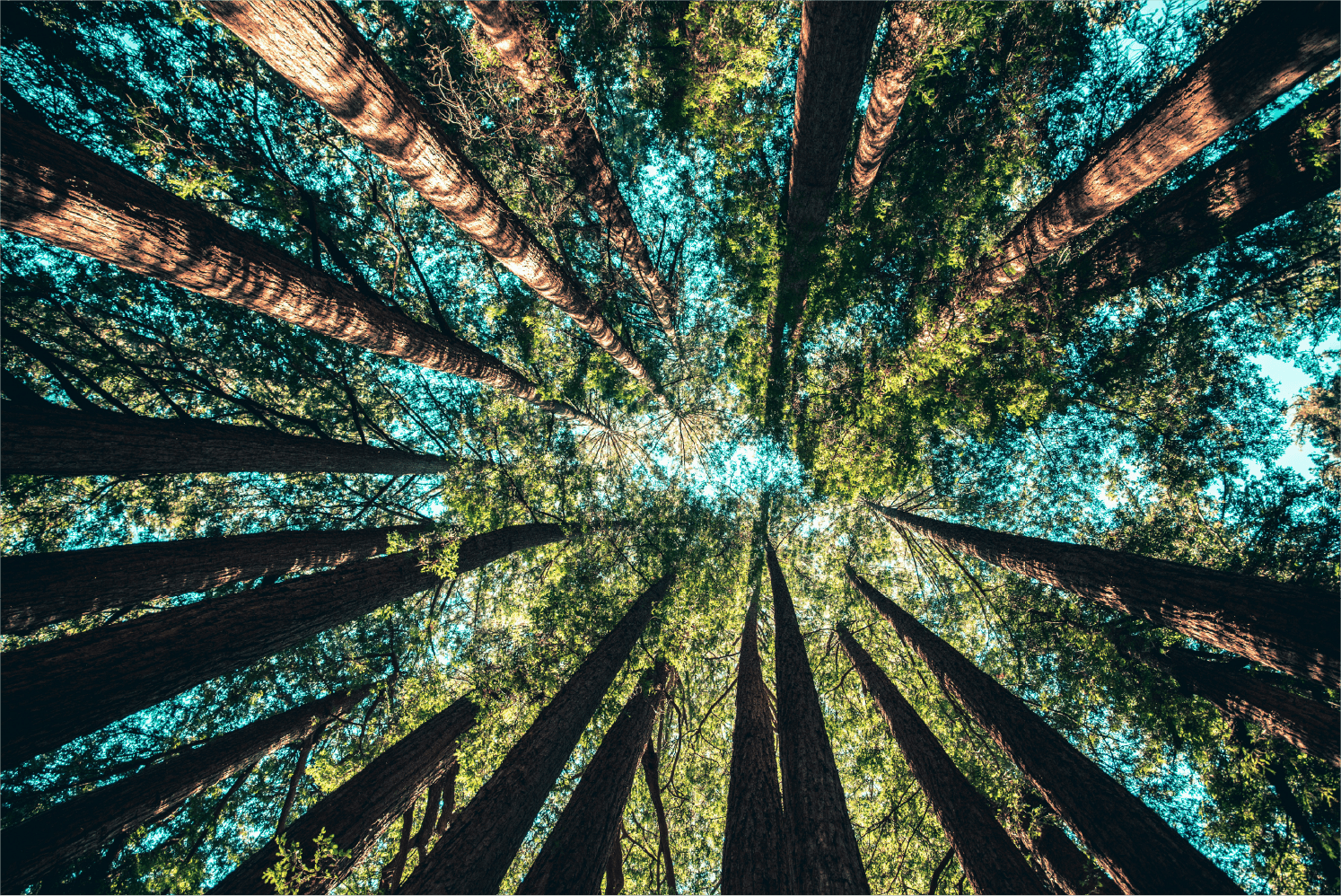 Bosque